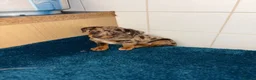 Dachshund dogs for sale: Miniature dachshund - Advert 24