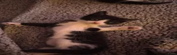 Mixed Breed cats for sale: Kittens for sale  - Advert 4