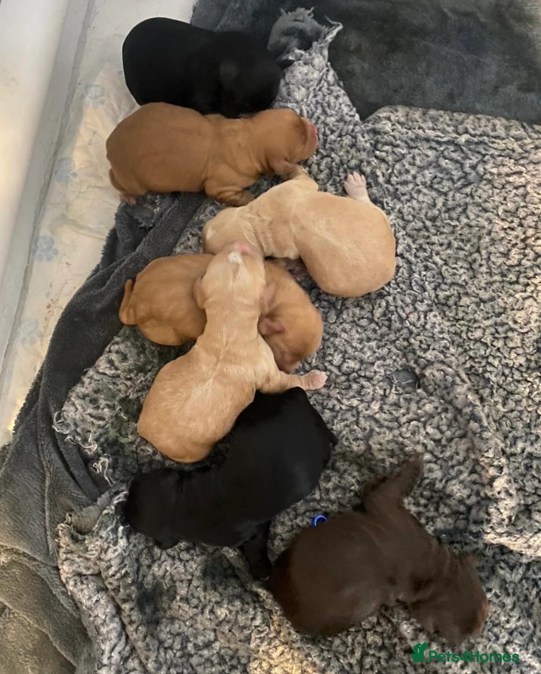 Cocker Spaniel dogs for stud: 😍KC Reg Dark Red Dog at Stud😍 in Malmesbury - Advert 9