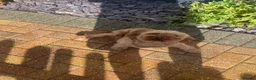 Cavapoo dogs for sale: Cavapoo  - Advert 4
