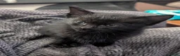 British Longhair cats for sale: Black and white longhair kittens in Ballymena - Advert 3