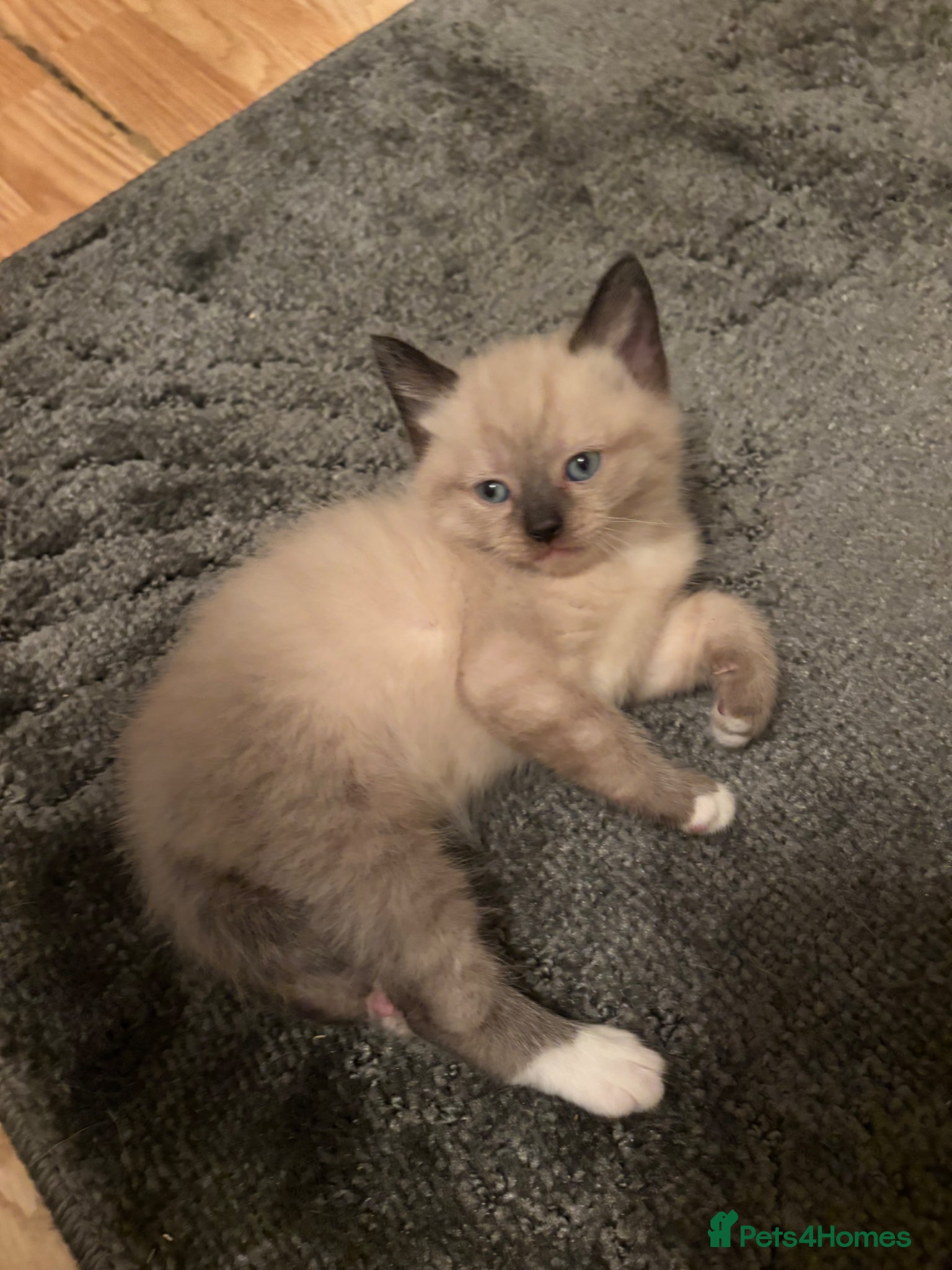 Mixed Breed cats 1 Gorgeous Boy kittens Left  - Advert 15