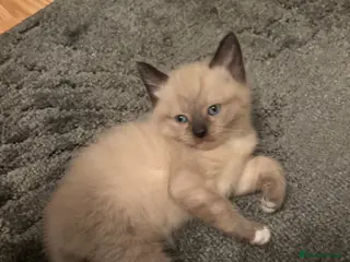 Mixed Breed cats 1 Gorgeous Boy kittens Left - Advert 12