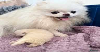 Pomeranian dogs Korean–Russian Exclusive Teddy Bear Pomeranian ✨🐻 - Advert 2