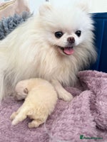 Pomeranian dogs Korean–Russian Exclusive Teddy Bear Pomeranian ✨🐻 - Advert 3