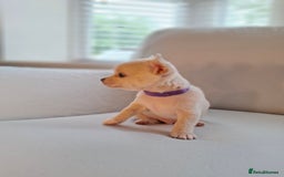 Chihuahua dogs for sale: Chihuahua puppies for sale - Image 8
