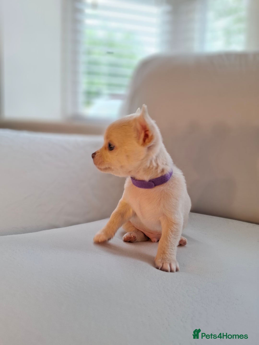 Chihuahua dogs for sale: Chihuahua puppies for sale - Image 8