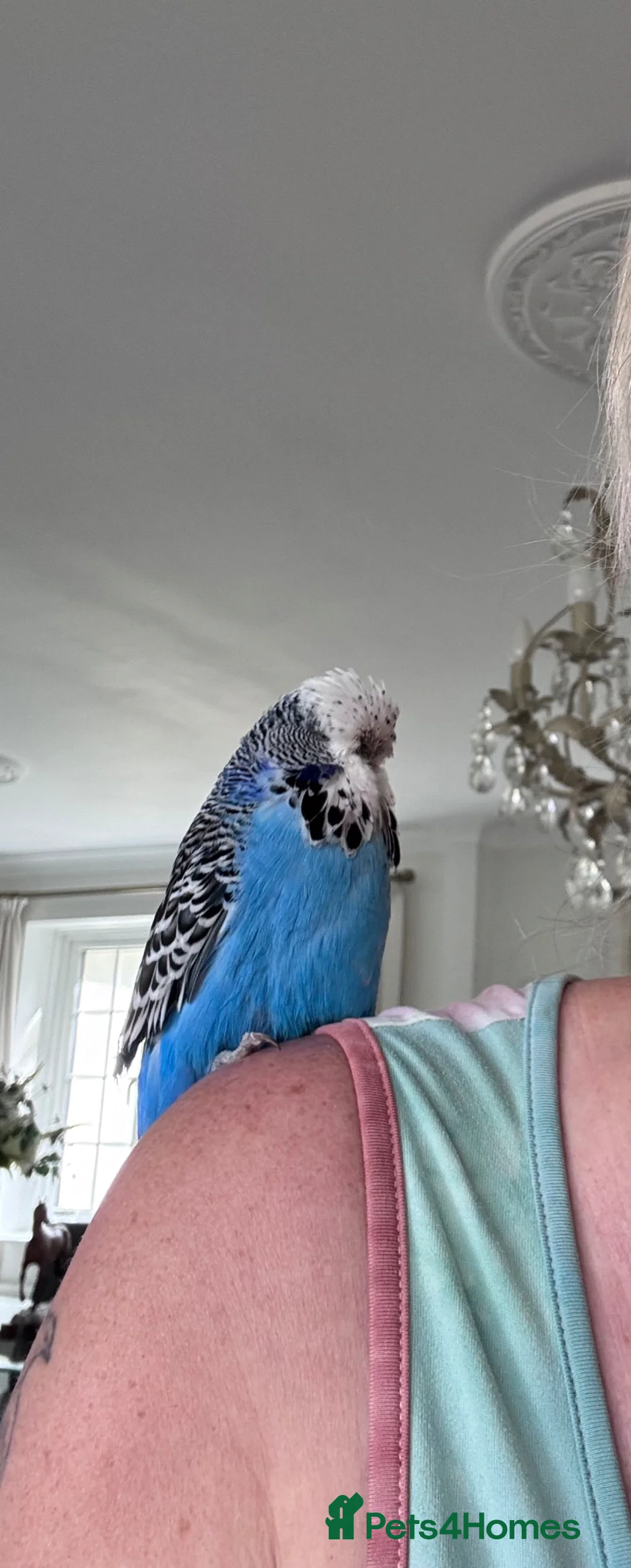 Budgerigars birds for sale: Rare Hand Reared Big Exhibition Budgie  - Advert 2