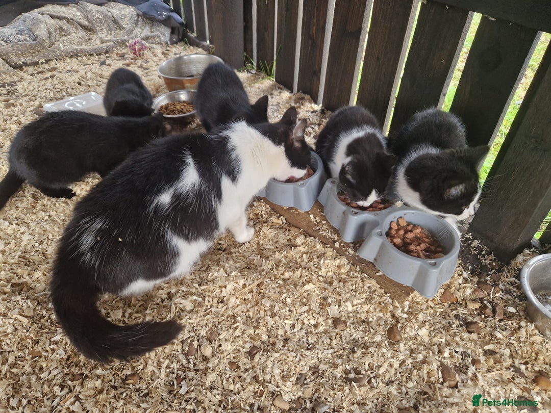 Mixed Breed cats for sale: Farm kittens - Advert 1