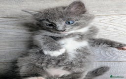 Mixed Breed cats for sale: Blue russian female - Image 2