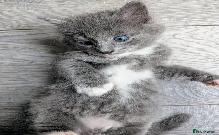 Mixed Breed cats - Advert 7