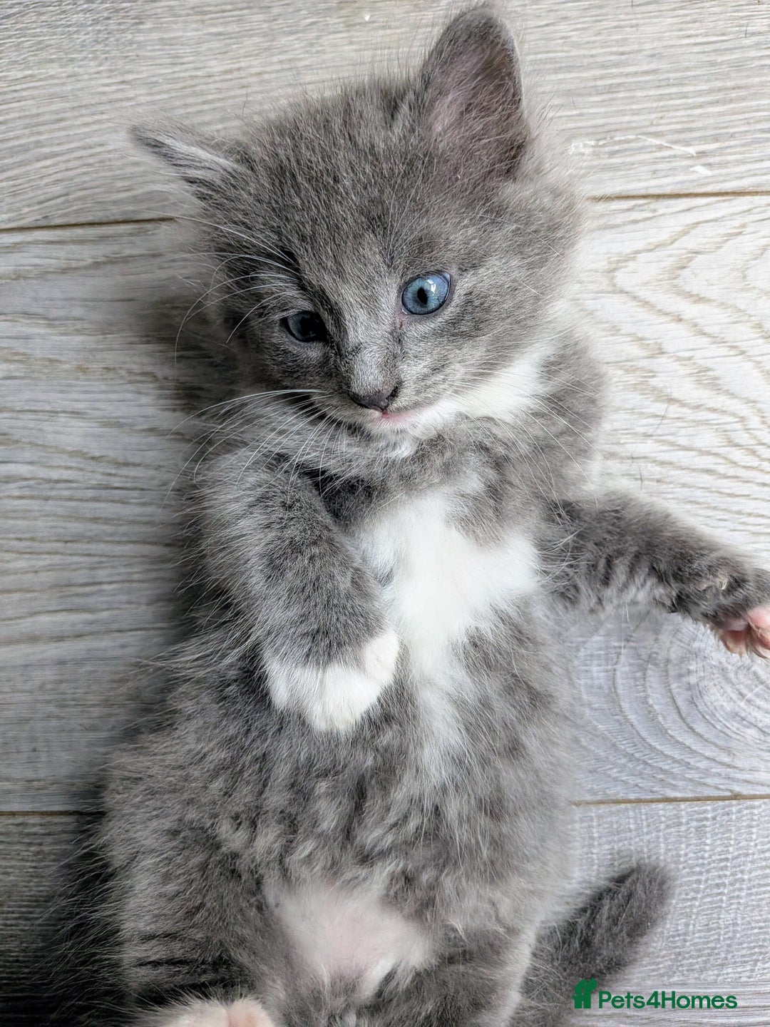 Mixed Breed cats for sale: Blue russian female - Image 2