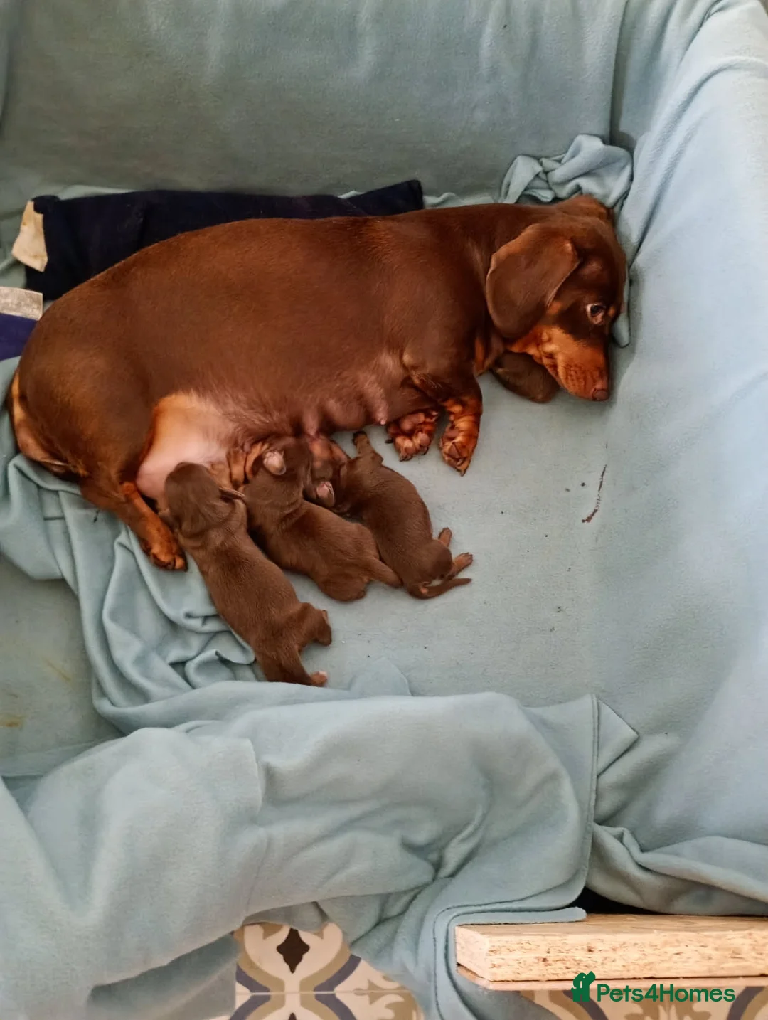 Miniature Dachshund dogs for sale: Adorable choc and tan miniature dashunds KC - Advert 2