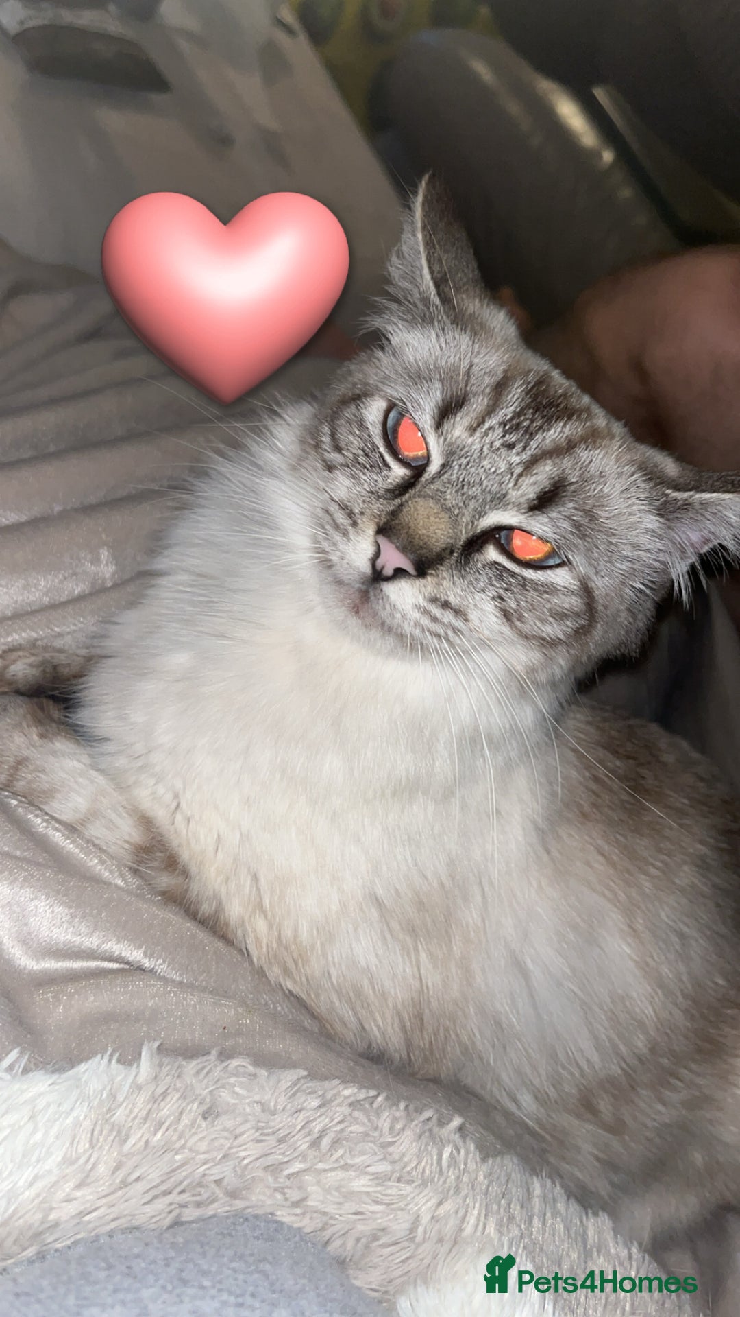 Ragdoll cats for sale: Beautiful Ragdoll for rehome  - Advert 2