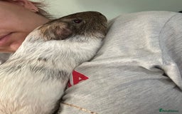 Guinea Pig rodents for sale: bonded male guinea pigs 8months  - Advert 7