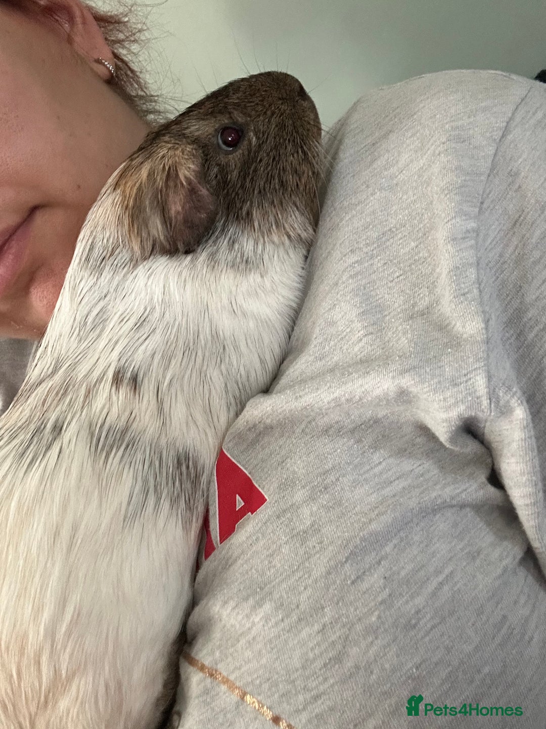 Guinea Pig rodents for sale: bonded male guinea pigs 8months  - Advert 7