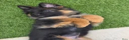 German Shepherd dogs for sale: Beautiful Black&Tan German Shepherd Male (Shadow) in Wellingborough - Advert 18