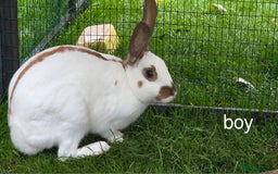 English Spot rabbits for sale: Torte English spot  - Image 7