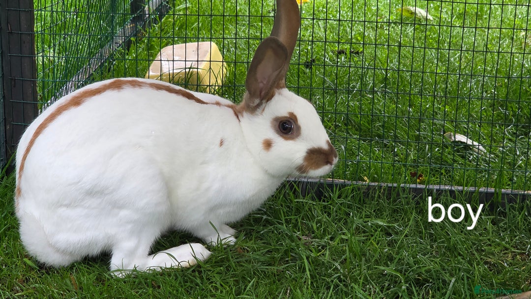 English Spot rabbits for sale: Torte English spot  - Image 7