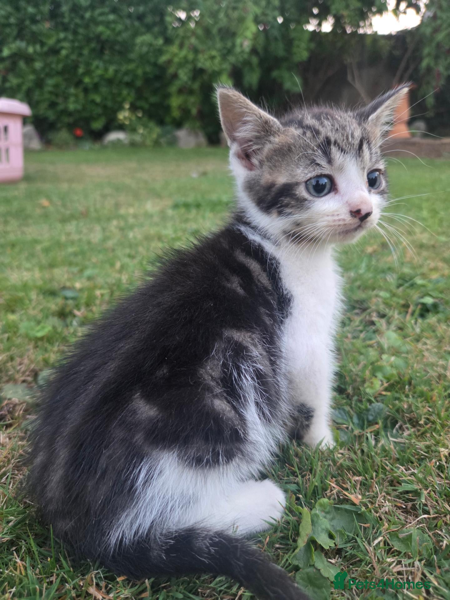 British Shorthair cats Beautiful grey and white kitten - Advert 5