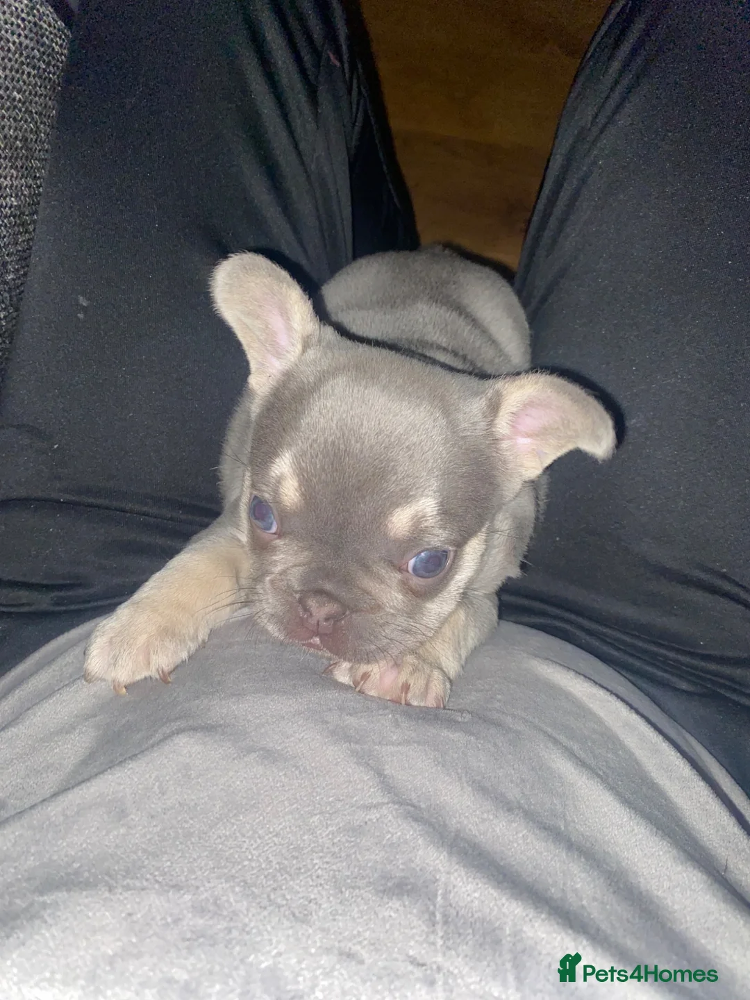 French Bulldog dogs for sale: A tank female frenchie  in Nottingham - Advert 2