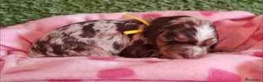 Artemis (RESERVED)