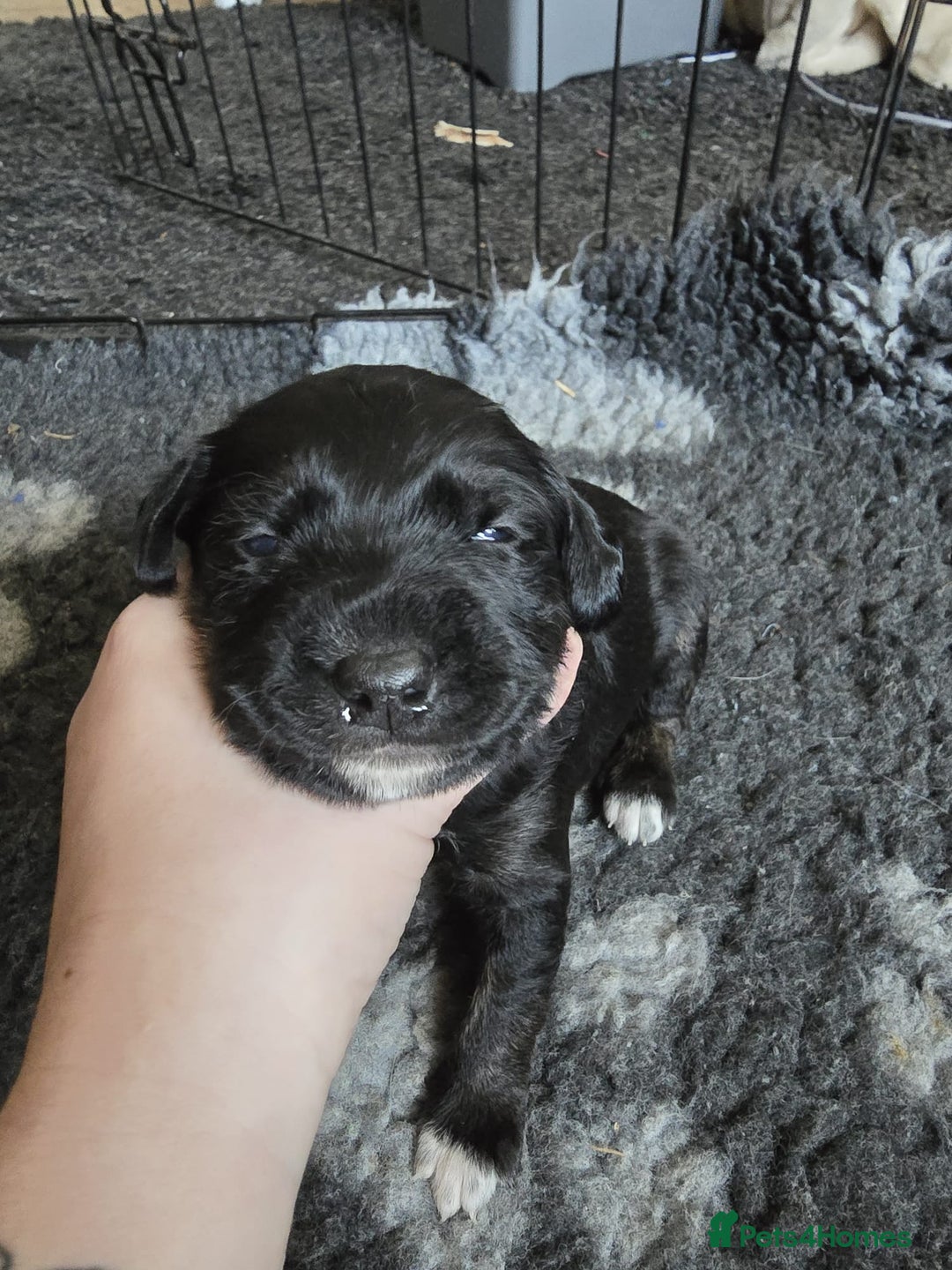 Mixed Breed dogs for sale: 8 Beautiful Puppies Looking for Forever Homes! - Advert 17