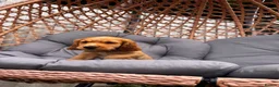 Cocker Spaniel dogs for sale: Cocker Spaniel male Ready for Loving Home - Advert 2