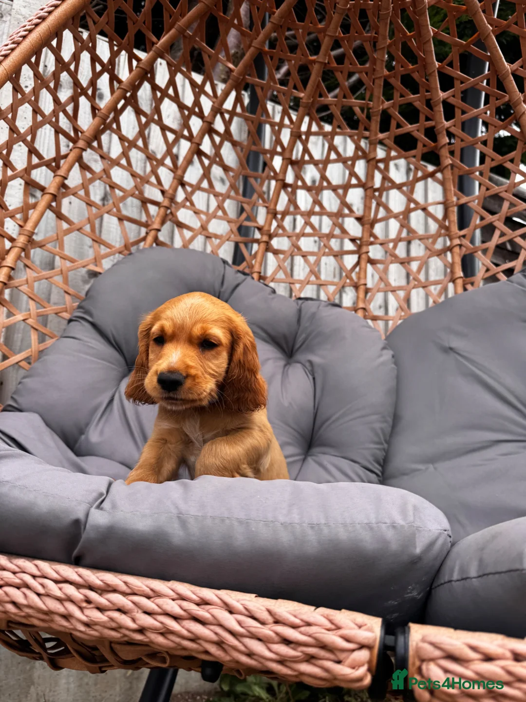 Cocker Spaniel dogs for sale: Cocker Spaniel male Ready for Loving Home - Advert 2