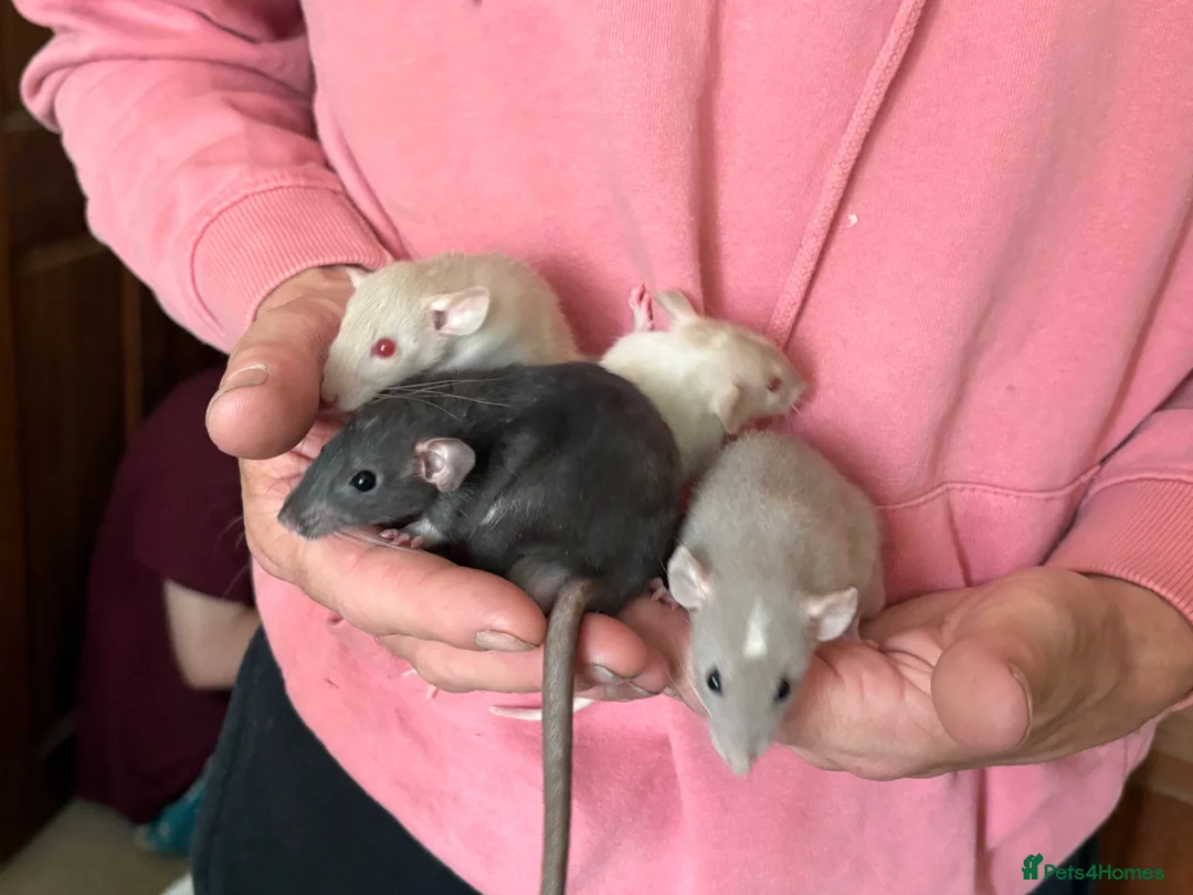 Rat rodents for sale: Baby rats for sale in Doncaster - Advert 1