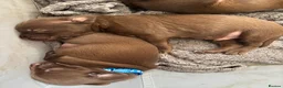 Mixed Breed dogs for sale: Mum his staffy cross boxer and dad his f1 cockapoo - Advert 5