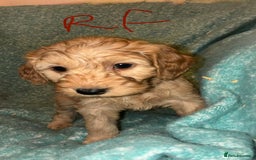 Cockapoo dogs for sale: Healthy beautiful puppies  - Advert 9