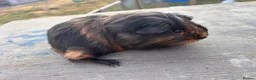 Guinea Pig rodents for sale: friendly boy guinea pigs to reserve  - Advert 6