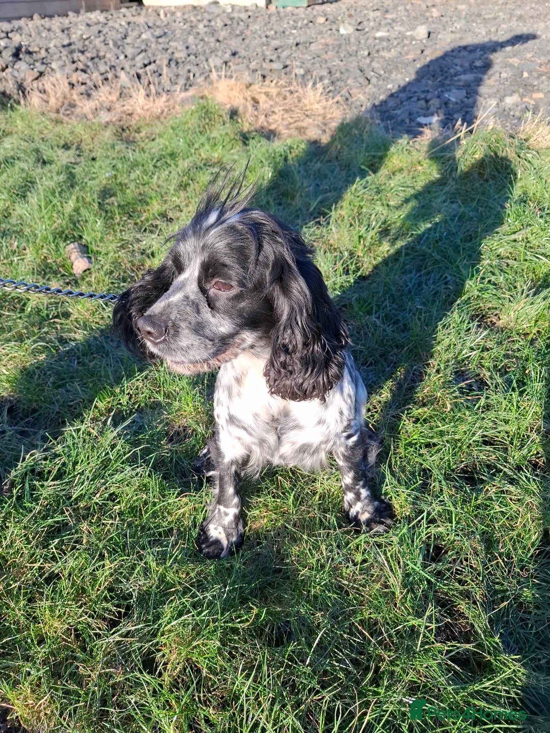 Sprocker dogs for sale: Sprocker Puppies Ready Now - Advert 11