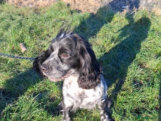 Sprocker dogs Sprocker Puppies Ready Now - Advert 13