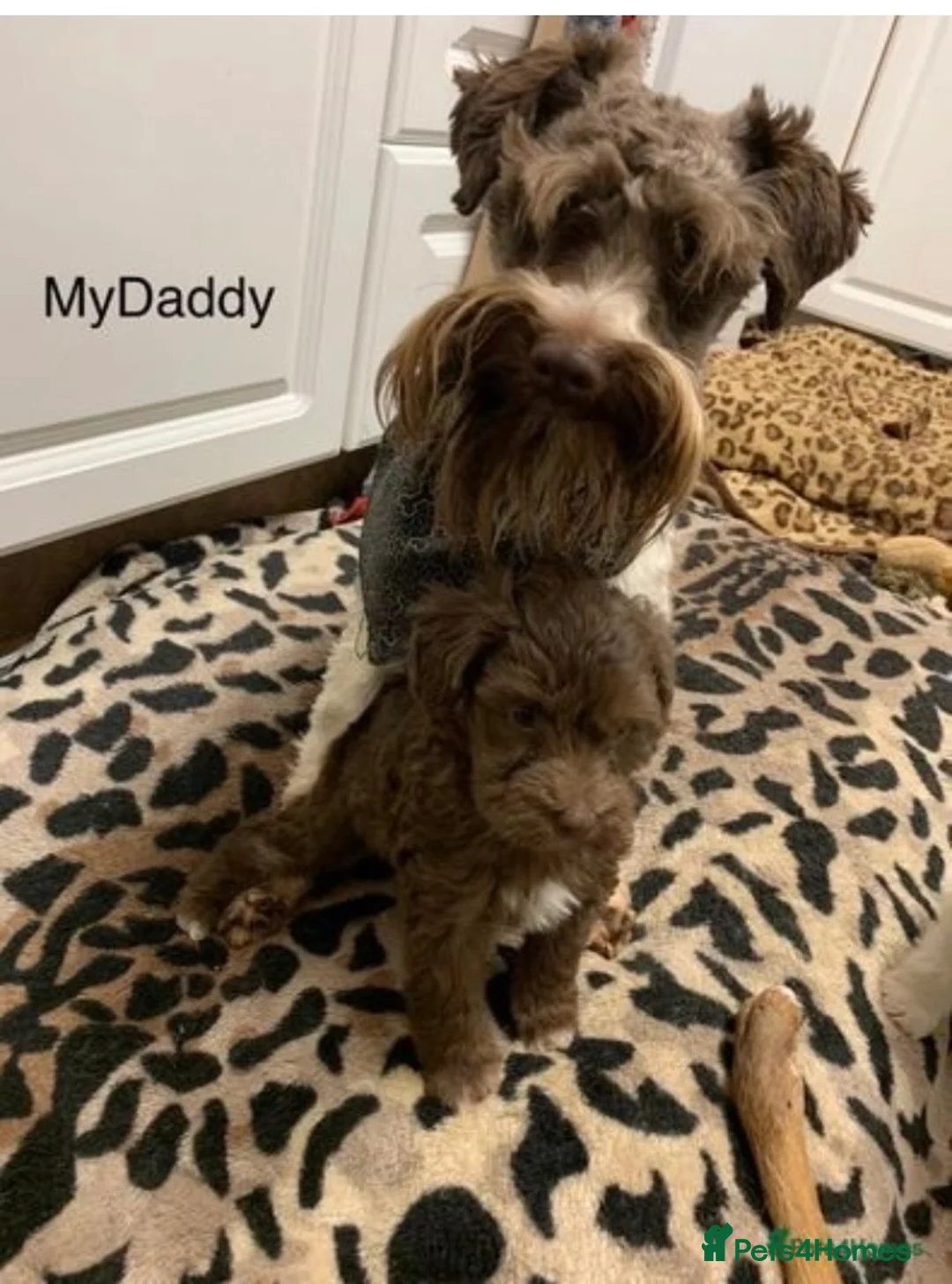 Miniature Schnauzer dogs for stud: KC Reg Choc/White Min Schnauzer MAC +BVA Clear in Coventry - Advert 25