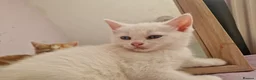 Mixed Breed cats for sale: Kittens in Harlow - Advert 2