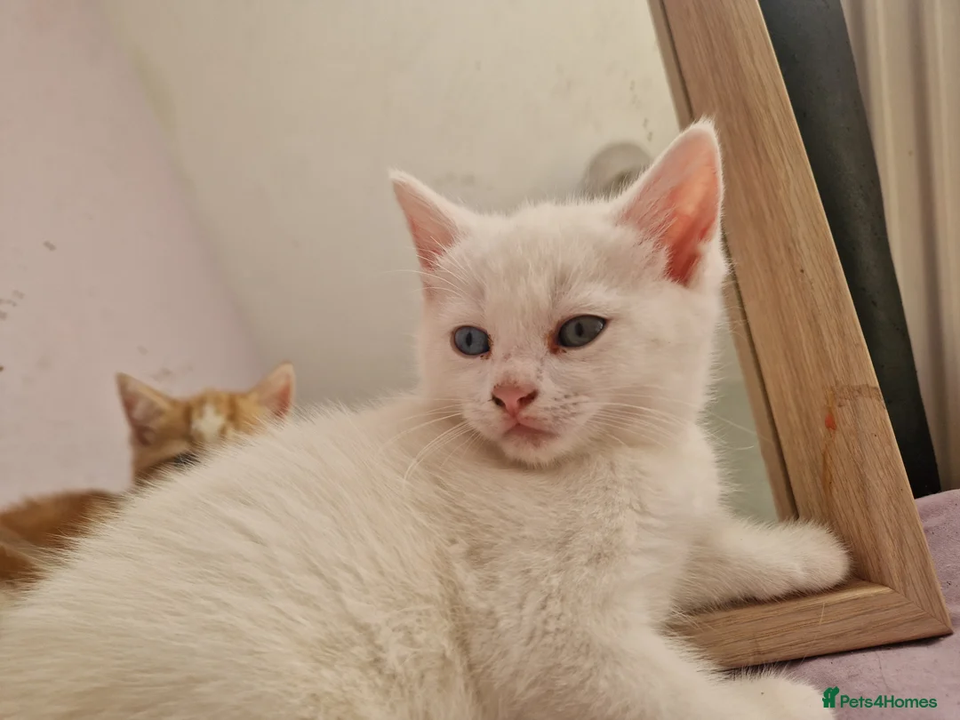Mixed Breed cats for sale: Kittens in Harlow - Advert 2
