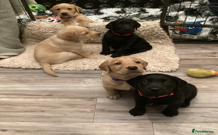 Labrador Retriever dogs - Advert 6