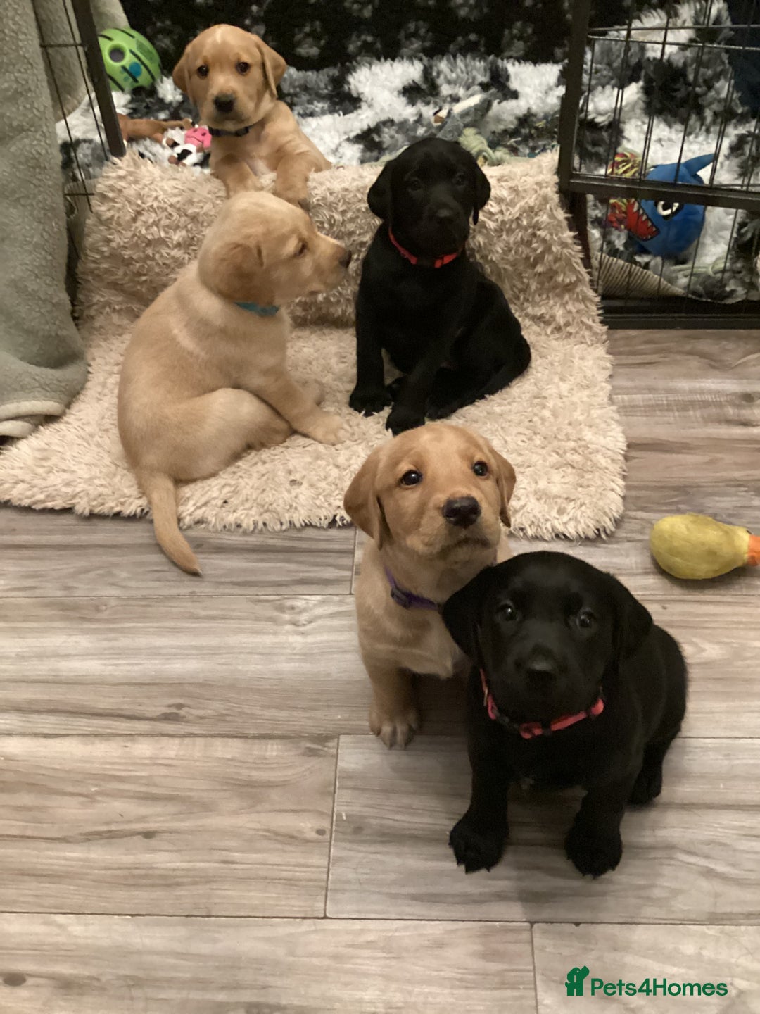 Labrador Retriever dogs for sale: LABRADOR PUPPIES  - Advert 3