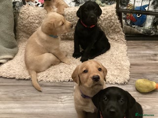 Labrador Retriever dogs - Advert 1