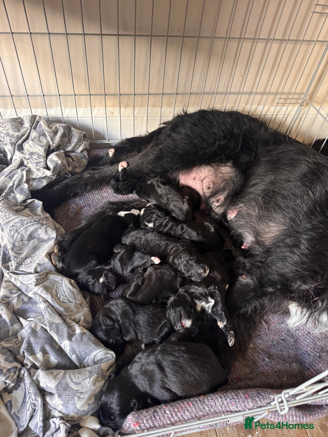 Bordoodle dogs for sale: Borderpoo - Image 1