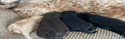 Cavapoo dogs for sale: F1 b cavapoo health tested  - Advert 13
