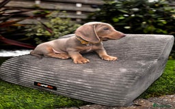 Miniature Dachshund dogs for sale: 💗 READY TO LEAVE - K.C MINIATURE DACHSHUND 💗 - Image 26