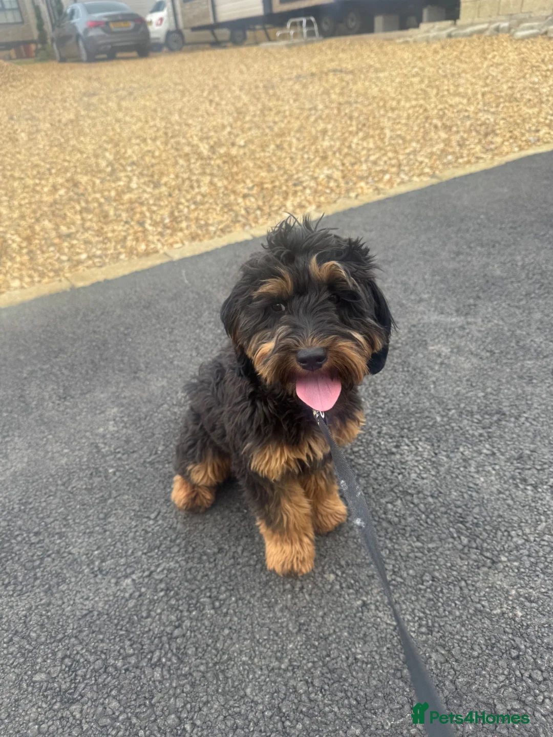 Cavapoo dogs for sale: Female cavapoo 6 month old  in Stourport-on-Severn - Advert 2