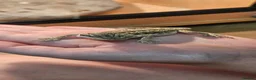 Bearded Dragon reptiles for sale: Baby Bearded dragons - Advert 7