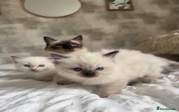Ragdoll cats for sale: 🌸 Beautiful Purebred Ragdoll Kittens 🌸 - Image 10
