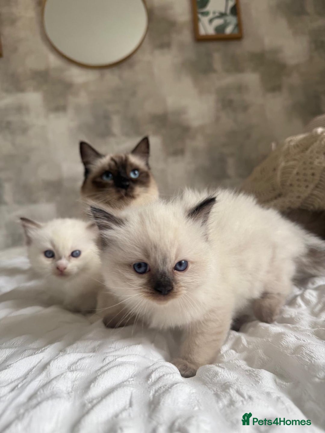 Ragdoll cats for sale: 🌸 Beautiful Purebred Ragdoll Kittens 🌸 - Image 10