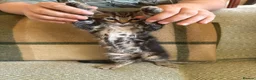 Bengal cats for sale: Exceptional Bengal Heritage Kittens in Llangammarch Wells - Advert 28