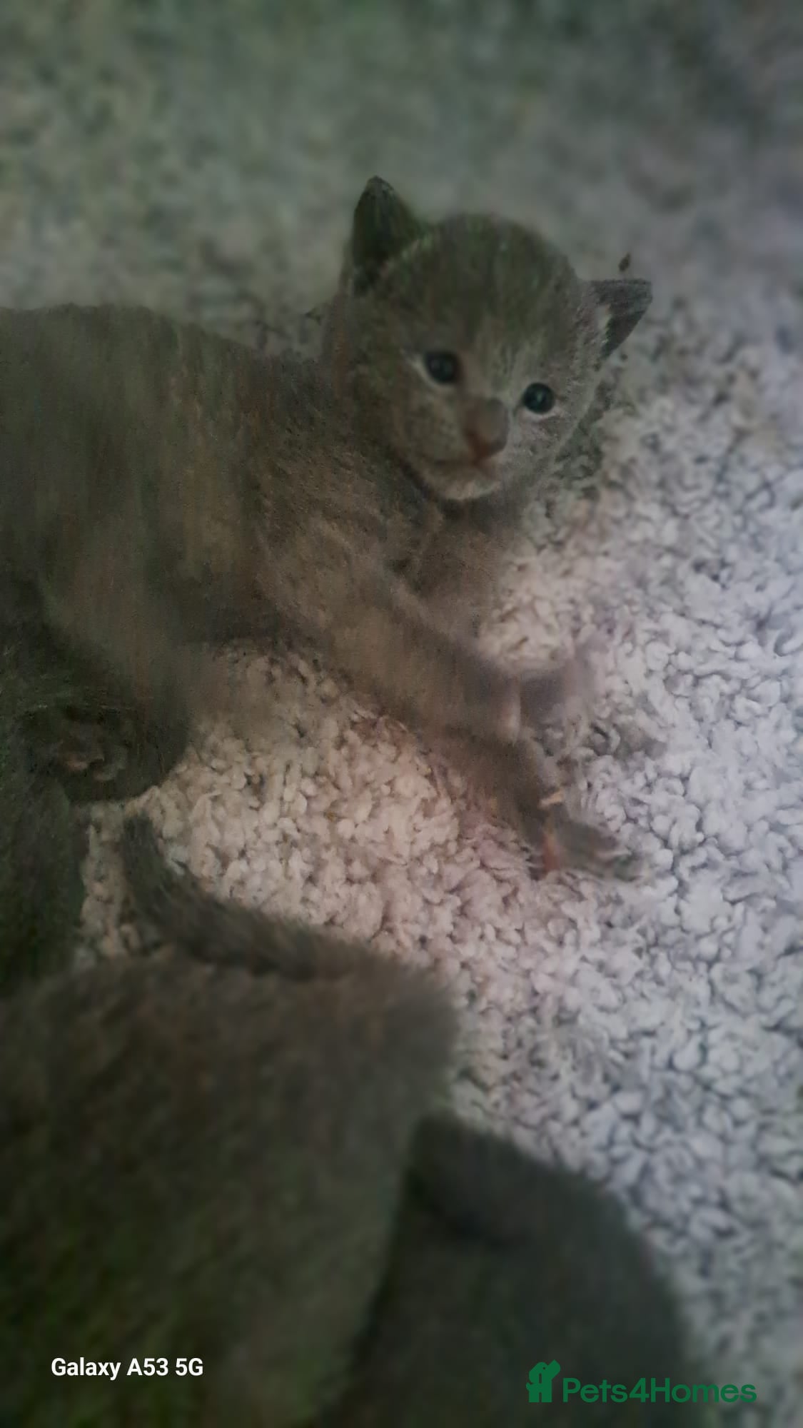 Russian Blue cats TICA 5* Pedigree Russian Blue Kittens - Advert 9